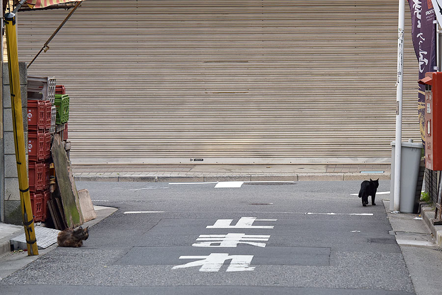 街のねこたち