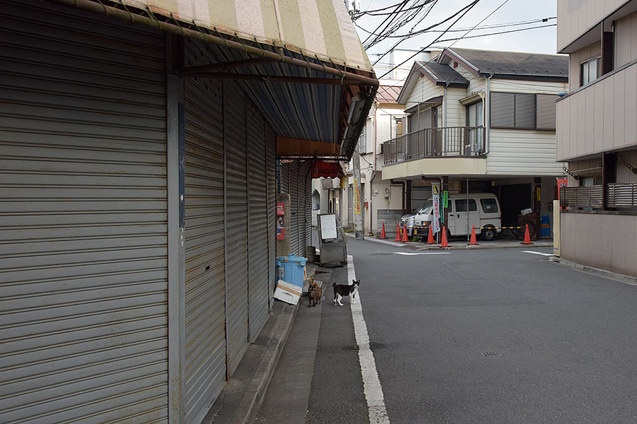 街のねこたち
