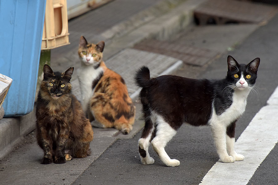 街のねこたち