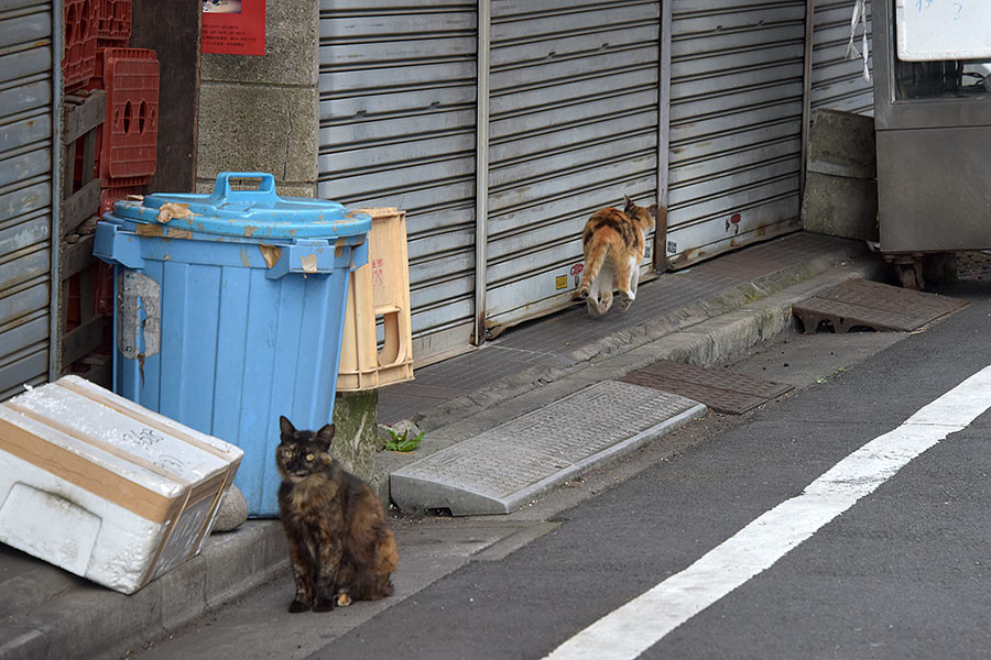 街のねこたち
