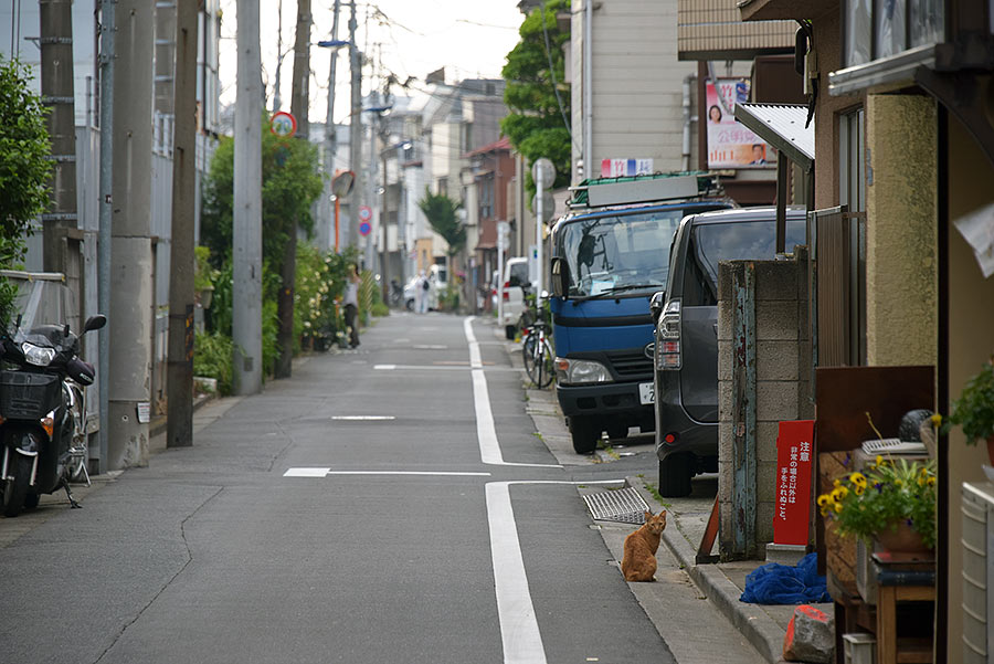街のねこたち