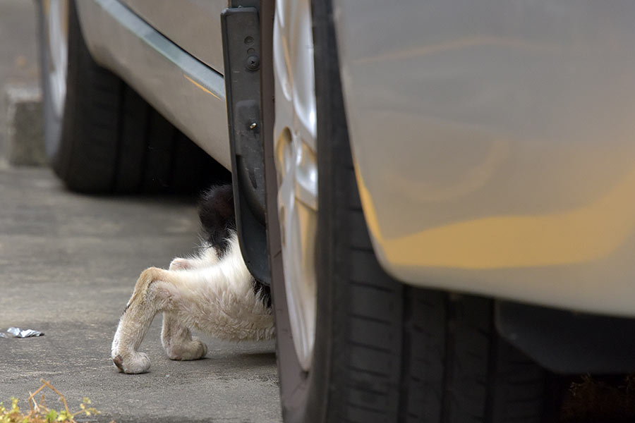 街のねこたち