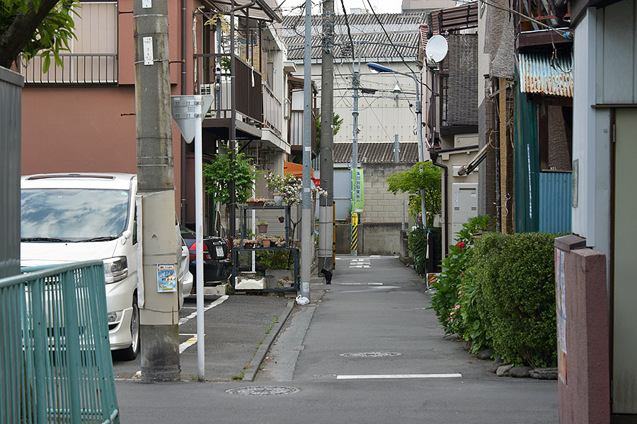 街のねこたち