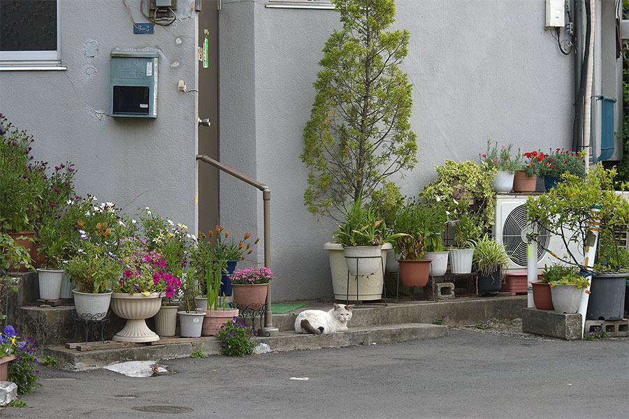 街のねこたち