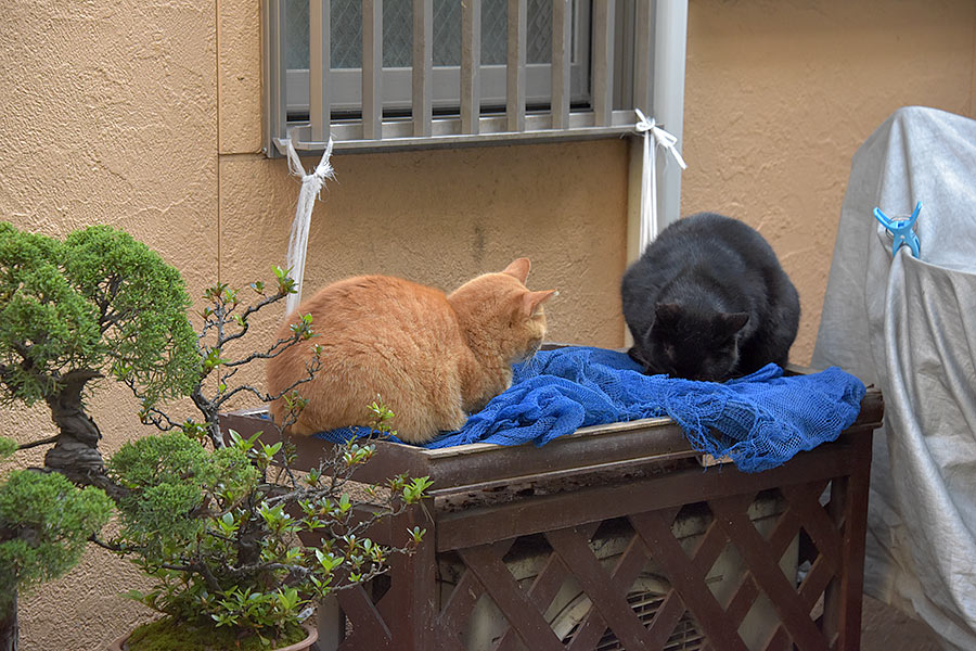 街のねこたち