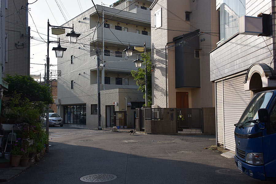 街のねこたち
