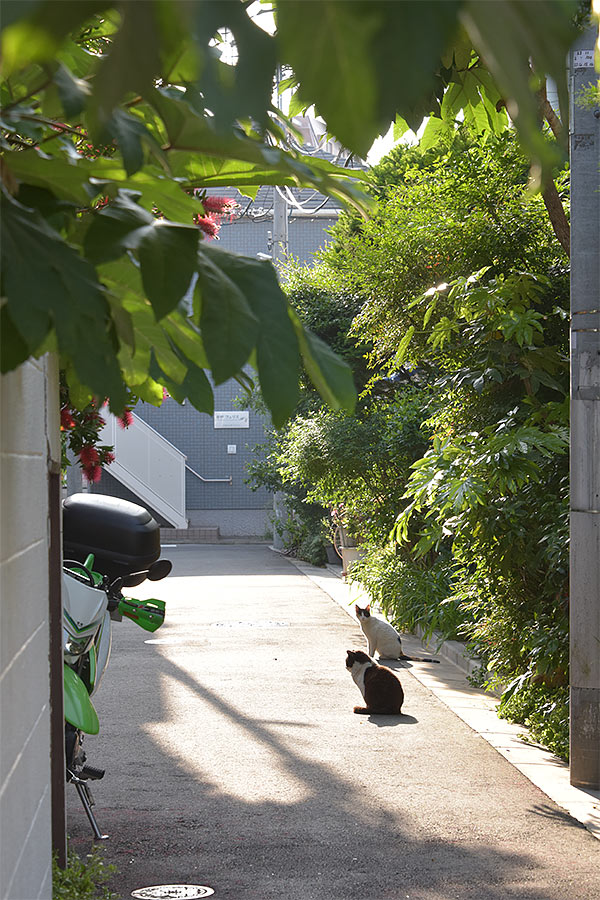 街のねこたち