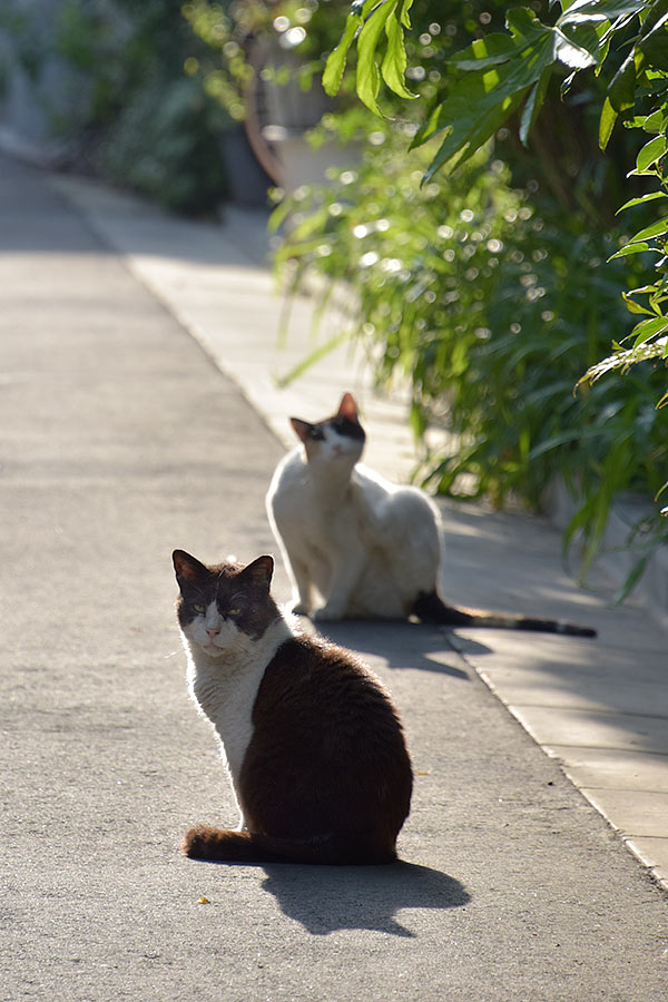 街のねこたち
