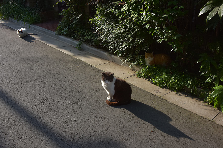街のねこたち