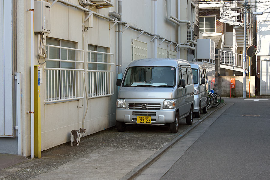 街のねこたち