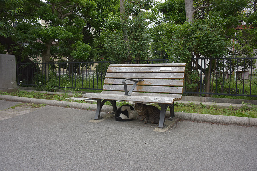 街のねこたち
