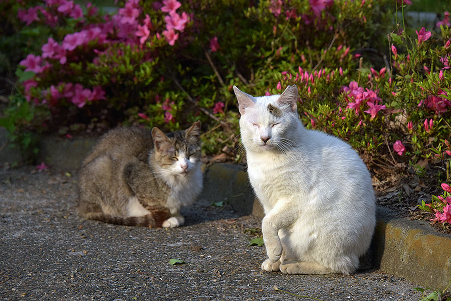 街のねこたち