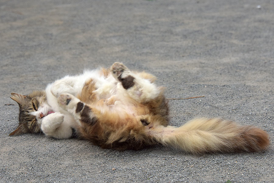 街のねこたち