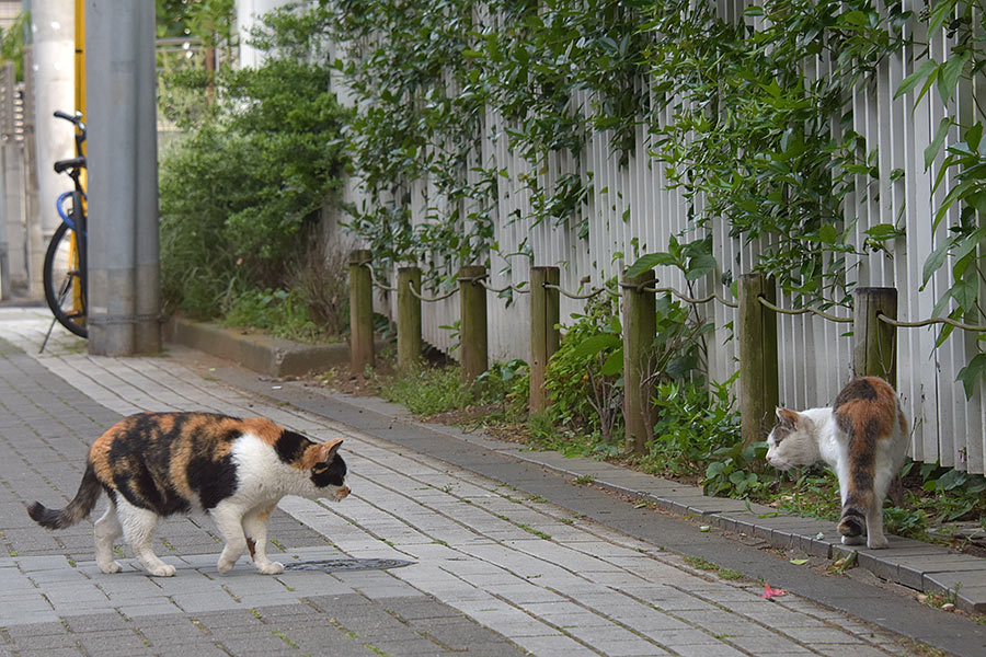 街のねこたち