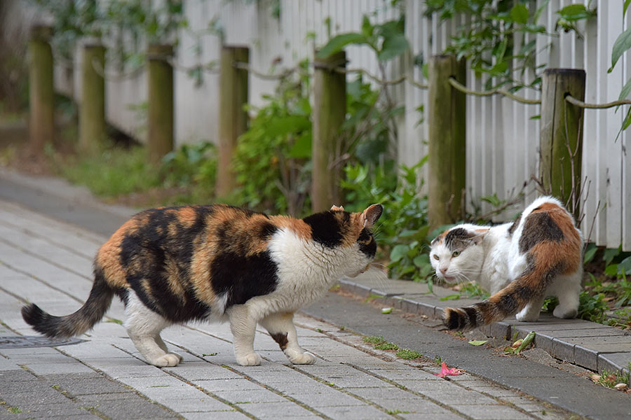 街のねこたち