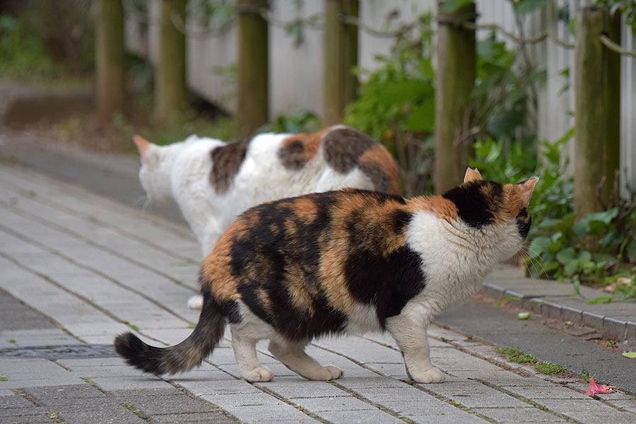 街のねこたち