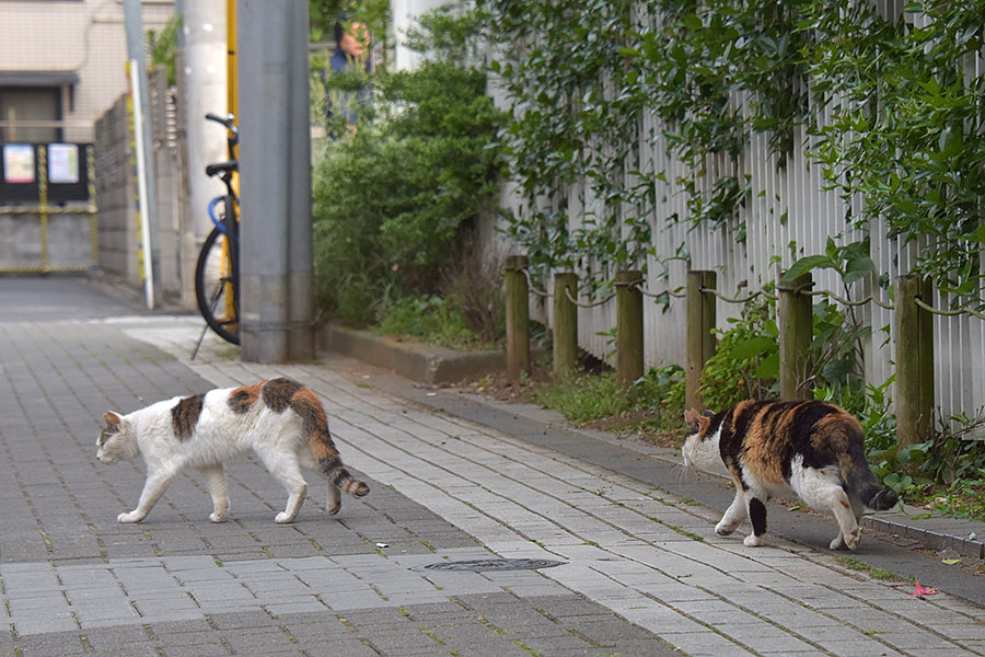 街のねこたち