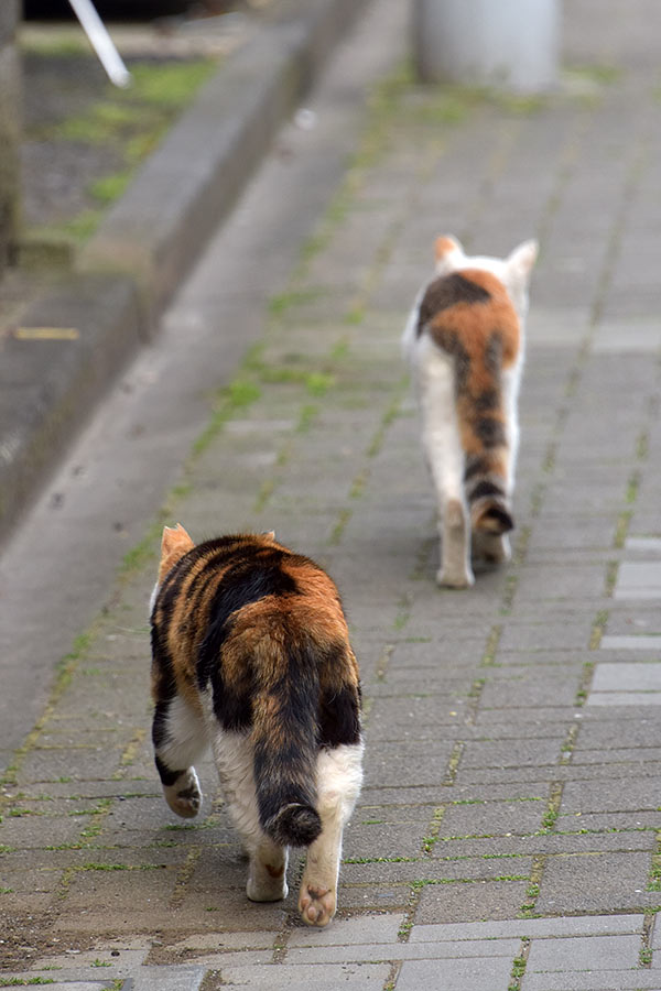 街のねこたち