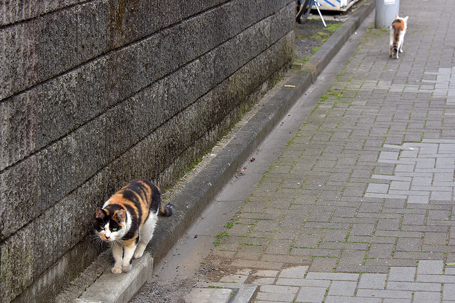 街のねこたち