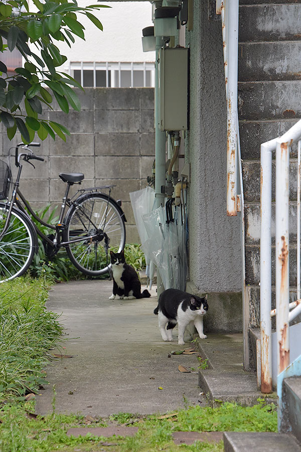 街のねこたち