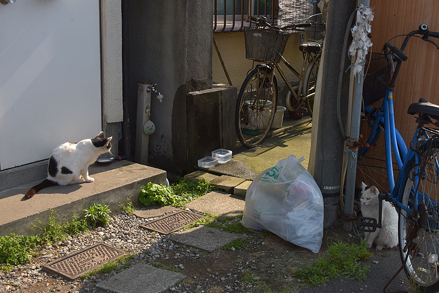街のねこたち