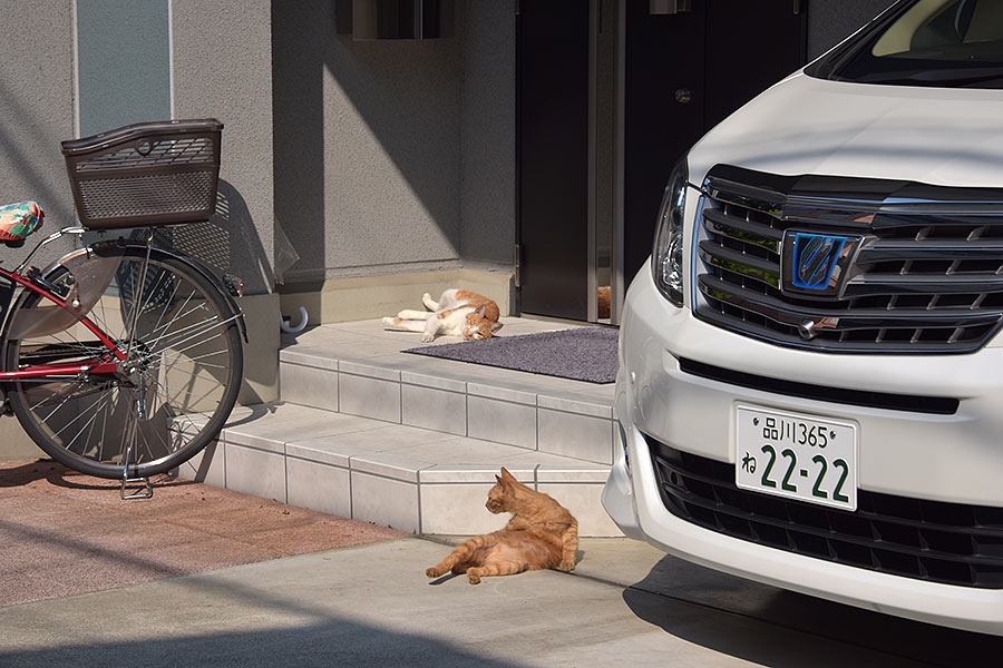 街のねこたち