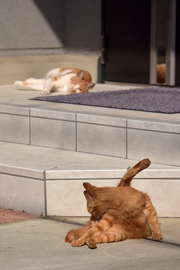 街のねこたち