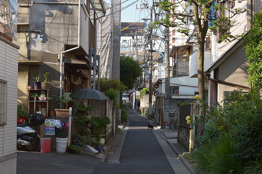 街のねこたち