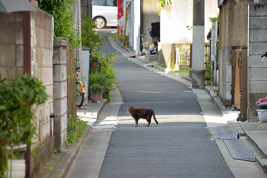 街のねこたち