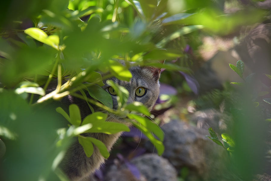 街のねこたち