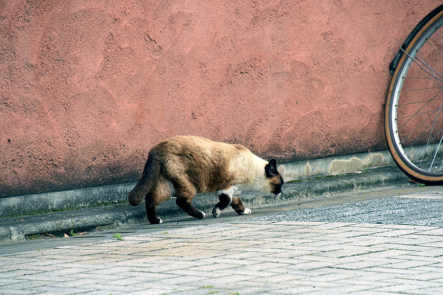 街のねこたち