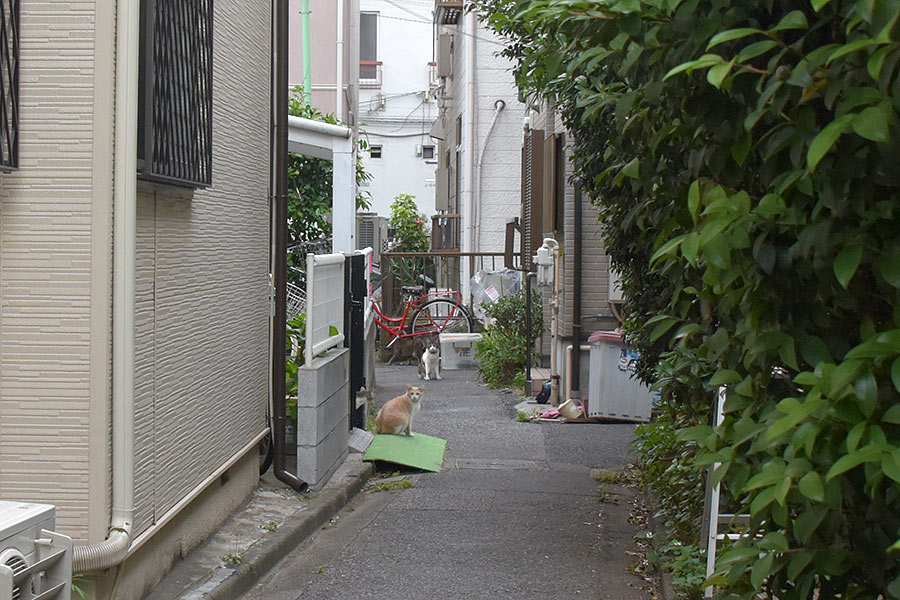 街のねこたち