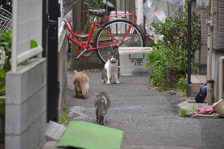 街のねこたち