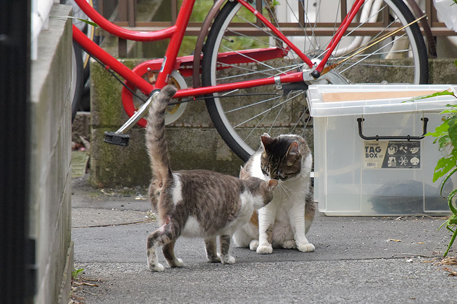 街のねこたち