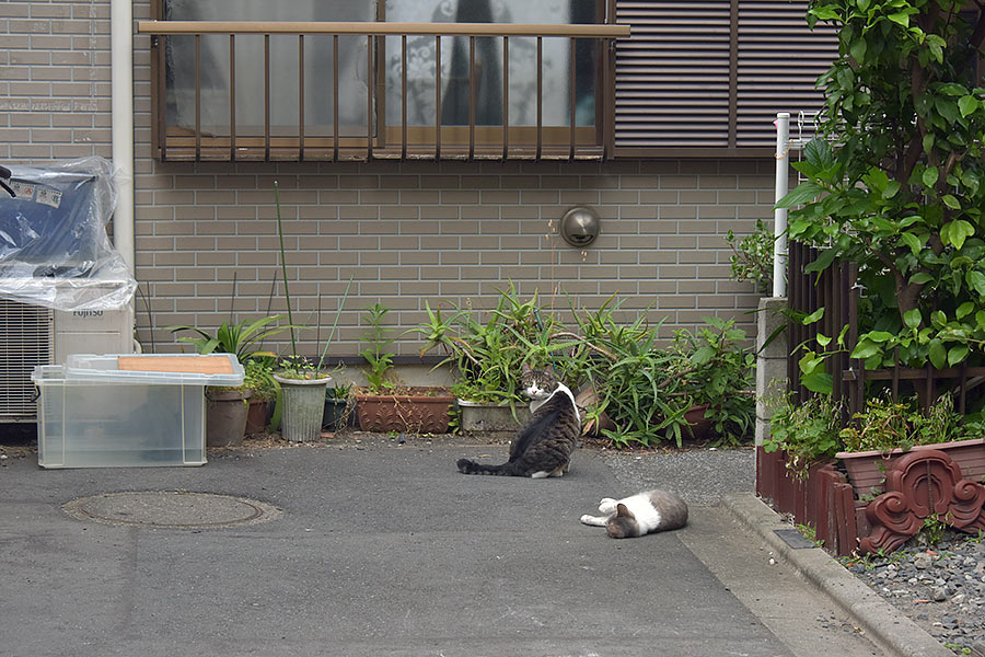 街のねこたち