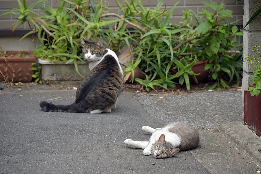 街のねこたち