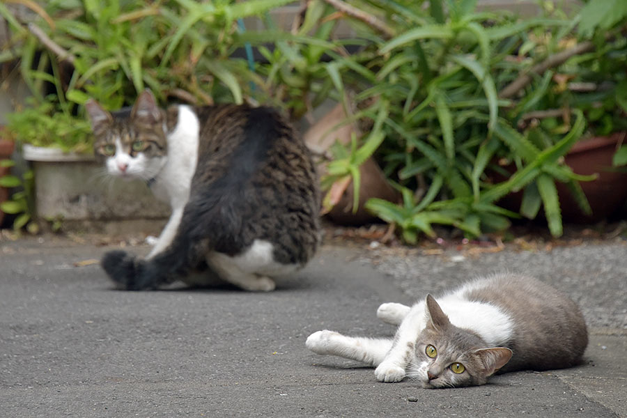街のねこたち