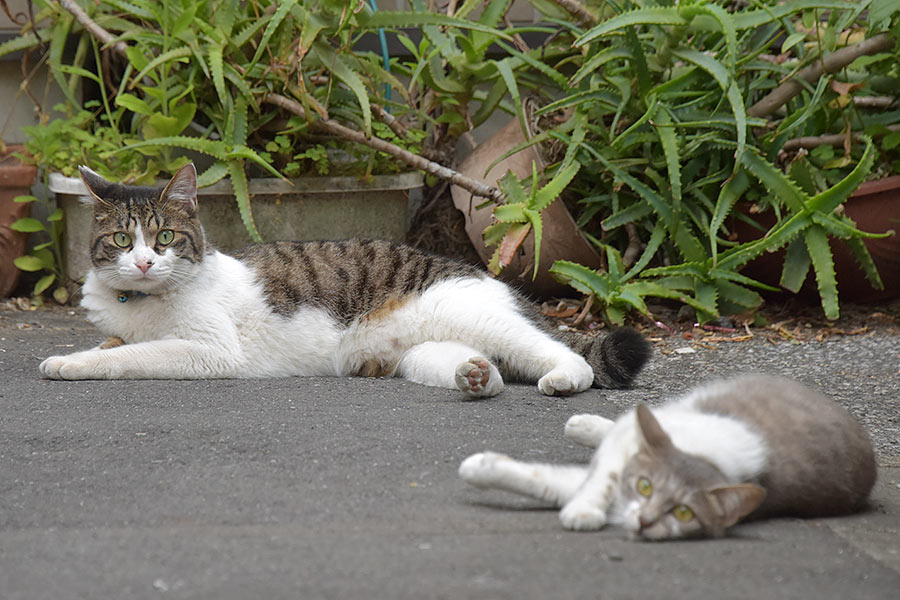 街のねこたち