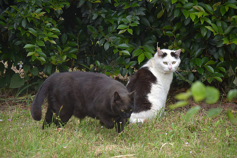 街のねこたち