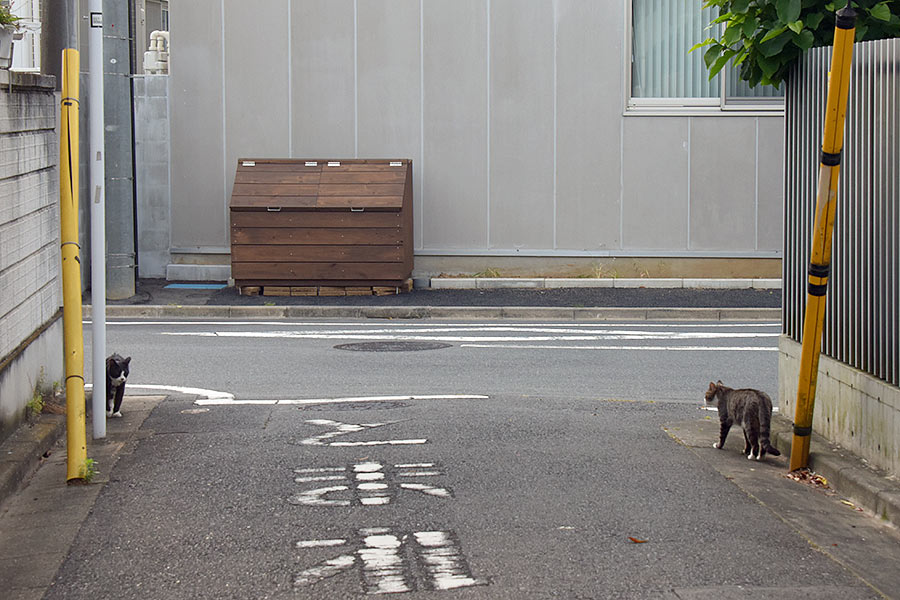 街のねこたち