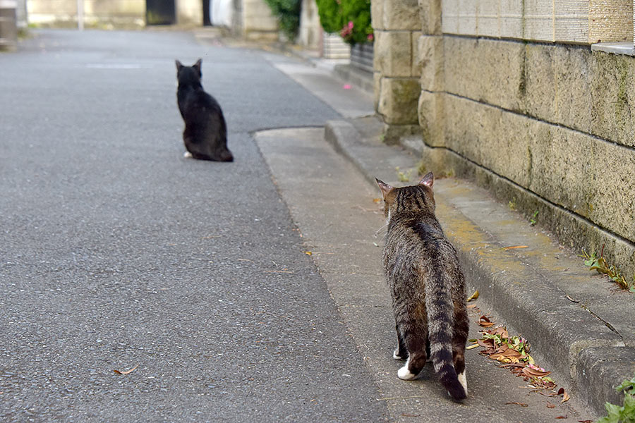 街のねこたち