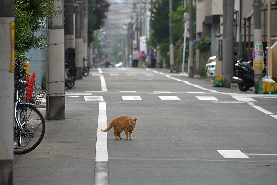 街のねこたち