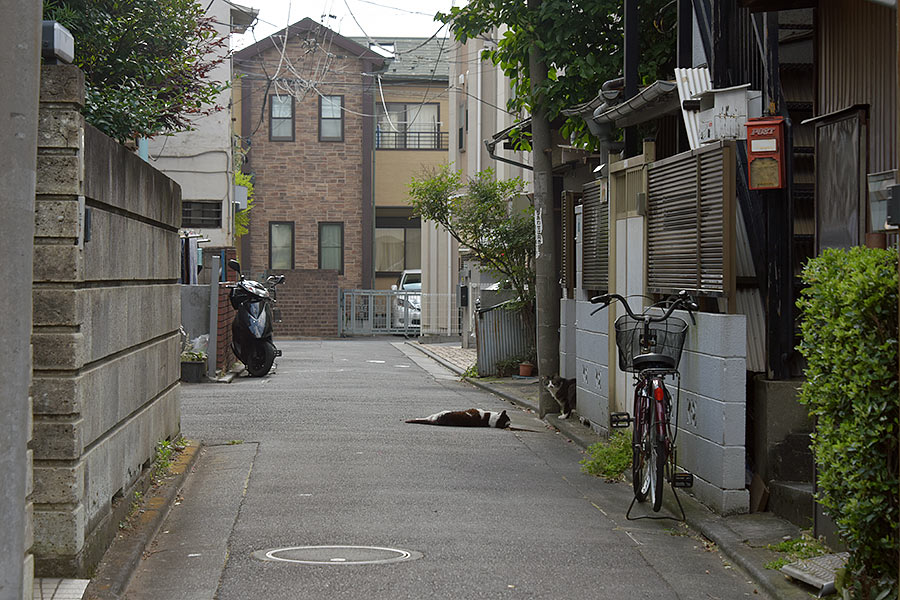 街のねこたち