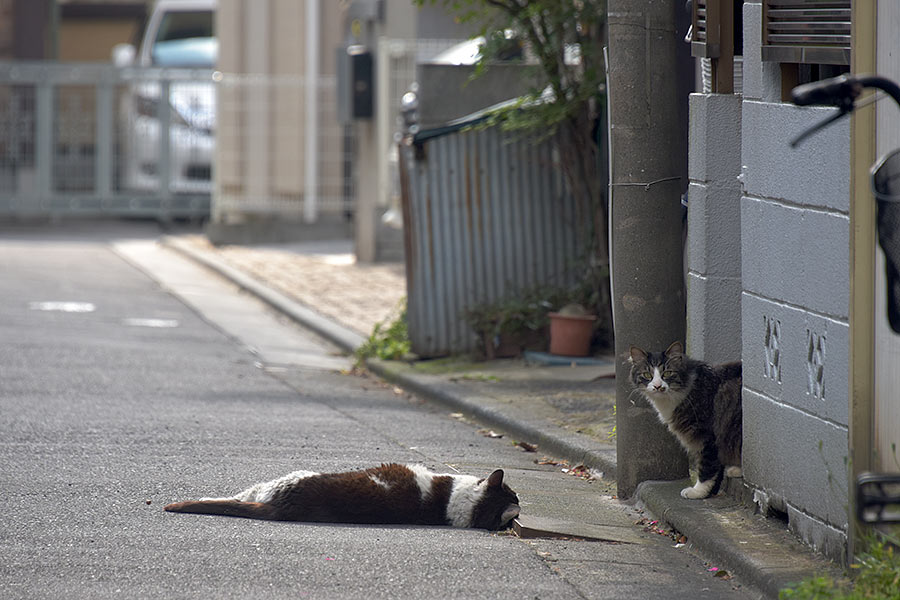 街のねこたち