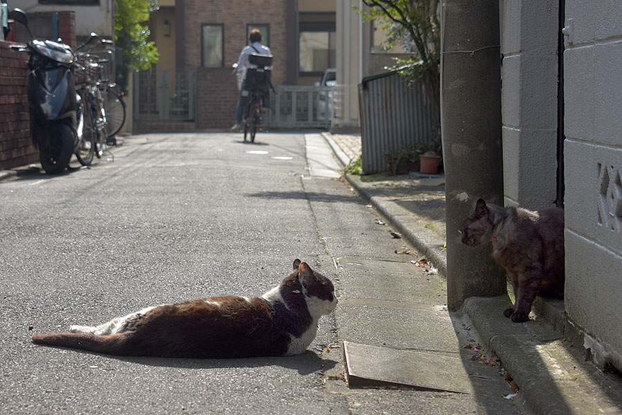 街のねこたち