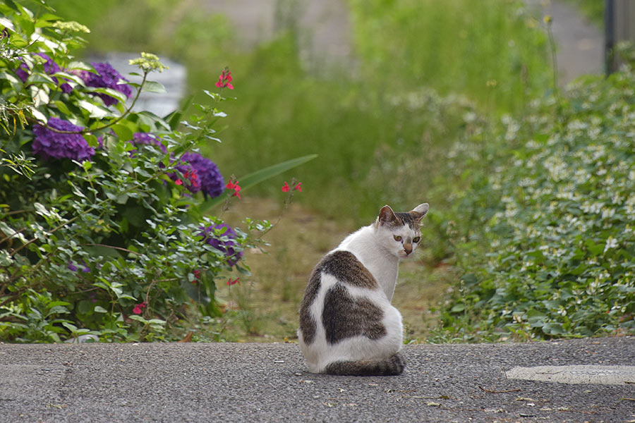 街のねこたち