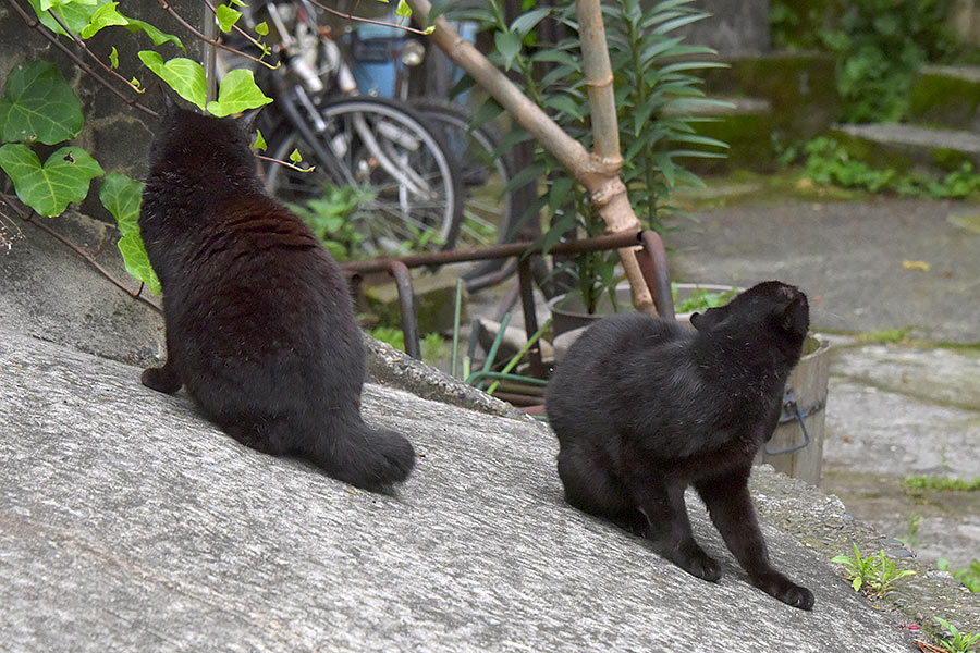 街のねこたち