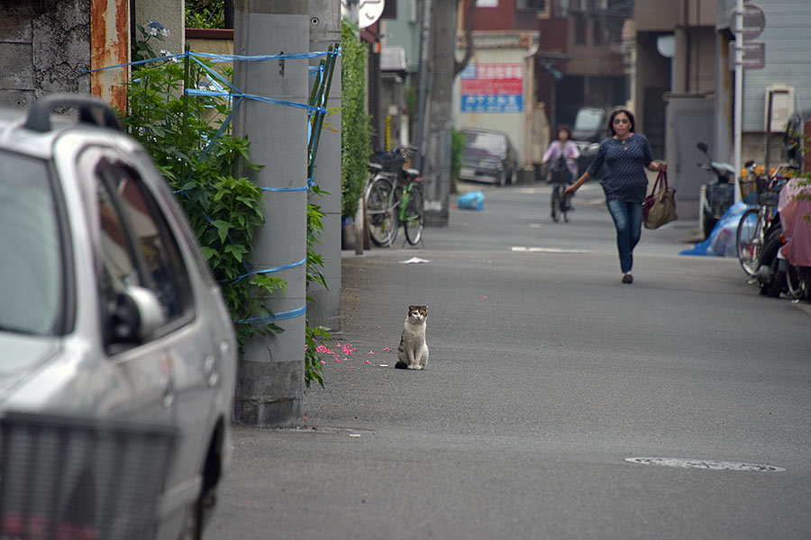街のねこたち