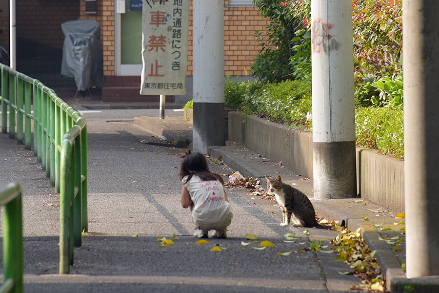 街のねこたち