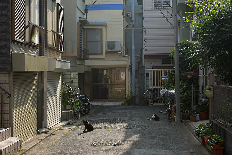 街のねこたち
